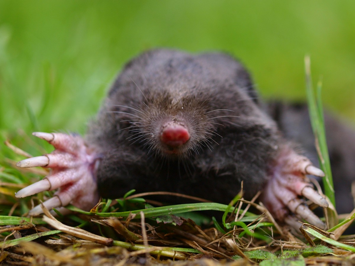 Talpa Europaea Mole